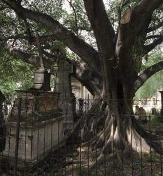 El árbol del vampiro