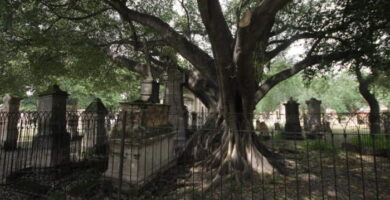 El árbol del vampiro