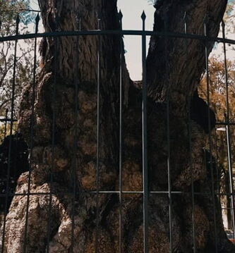 El niño del árbol