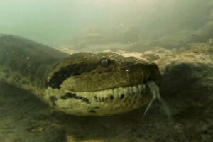 La serpiente infernal de los lagos de Montebello
