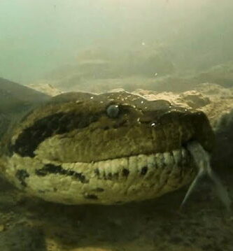 La serpiente infernal de los lagos de Montebello