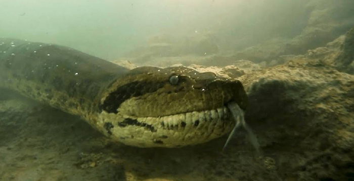 La serpiente infernal de los lagos de Montebello