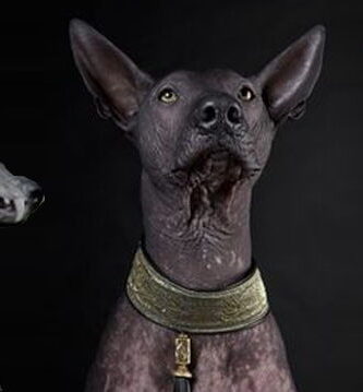 Xoloitzcuintle