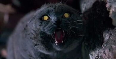 El gato negro de Mexicali