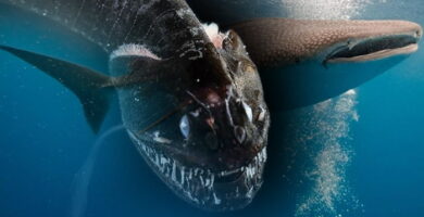 El tiburón ballena y el pejesapo